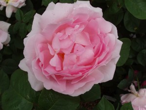 CONSTANCE SPRY (Historic shrub)